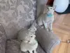 Фото №3. Доступен потрясающий котенок русской голубой окраски.. Люксембург