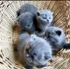 Фото №2 к объявлению №72819 о продаже шотландская вислоухая (скоттиш фолд) - купить в Финляндии частное объявление, заводчик
