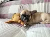Дополнительные фото: Очаровательные французские щенки бульдога ищут любящие дома!