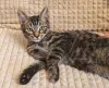 Фото №3. Марсик маленький полосатый котик-подросток очень ждёт своего человека. Россия