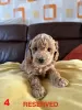 Дополнительные фото: 4 Entzückende Maltipoo-babys 1.800