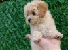 Дополнительные фото: Maltipoo щенки - идеальные домашние животные!