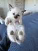 Фото №1. балинезийская (балийская) - купить в Эвергем за 48239₽. Объявление №172209