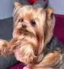 Дополнительные фото: Yorkshire terrier. Boy's and girl's.