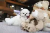 Фото №2 к объявлению №155042 о продаже бишон фризе - купить в США заводчик
