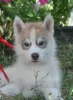 Дополнительные фото: husky puppies 2 months old