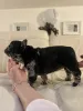 Дополнительные фото: Эксклюзив! Щенки французского бульдога.