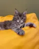 Фото №3. Purebred Maine Coon Kitten с потрясающими функциями!. Германия