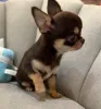 Фото №2 к объявлению №167686 о продаже чихуахуа - купить в Германии заводчик