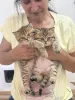 Фото №1. британская короткошёрстная - купить в Белграде за договорная. Объявление №144408