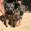 Фото №3. Продаются щенки немецкой овчарки.  Великобритания
