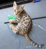 Дополнительные фото: Бенгальский котенок
