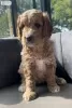 Дополнительные фото: Очаровательные миниатюрные щенки Goldendoodle готовы к работе сегодня. Текст