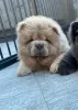 Дополнительные фото: Красивые щенки чау-чау