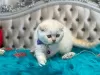 Дополнительные фото: Kauniita Scottish fold kissanpentuja