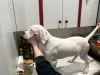 Фото №2 к объявлению №139062 о продаже аргентинского дога - купить в Германии заводчик