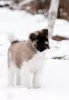 Дополнительные фото: Puppy American Akita