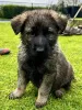 Дополнительные фото: Schäferhund-Welpen zu verkaufen