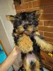 Фото №2 к объявлению №164292 о продаже бивер-йоркширского терьера, йоркширского терьера - купить в Латвии частное объявление, из питомника, заводчик