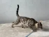 Дополнительные фото: Мраморная Бенгальская кошка