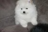 Фото №1. померанский шпиц - купить в Карвина за договорная. Объявление №167468