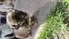 Дополнительные фото: Чистокровные щенки Ши-Тцу