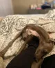 Дополнительные фото: Красивые итальянские борзые