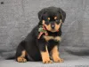 Фото №3. Удивительный Rottweiler Puppy.  США