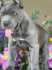 Фото №3. Cane Corso Puppy.  США