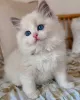 Фото №1. рэгдолл - купить в Алгермиссен за договорная. Объявление №156527