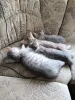 Дополнительные фото: Милый котёнок ищет добрый и заботливый дом! Наш малыш готов отправиться в новую