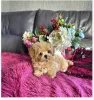 Дополнительные фото: Элитные мини микро мальтипу той пудель пушон