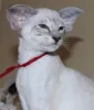 Фото №3. Chatons Orientaux на поле для гольфа доступен на вечеринке.. Бельгия