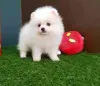 Фото №2 к объявлению №176506 о продаже померанского шпица - купить в Испании 