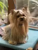 Дополнительные фото: Yorkshire terrier. Boy's and girl's.