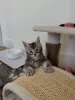 Фото №3. Классический коричневый полосатый котенок мейн-кун с яркими отметинами и ярким. Германия