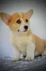 Фото №4. Продажа вельш-корги в Kragujevac заводчик - цена договорная