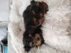 Дополнительные фото: Щенки йорка