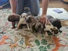 Дополнительные фото: Upeita sinisiä cane corso -pentuja