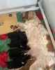 Дополнительные фото: ПОТРЯСАЮЩИЙ ШОУ-КОКЕР-СПАНИЕЛЬ