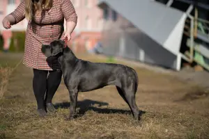 Фото №4. Продажа кане-корсо в Ижевске частное объявление - цена 50000руб