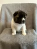 Дополнительные фото: Amerikanische Akita-Welpen