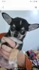 Дополнительные фото: Mini Chihuahuas