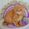 Фото №3. Доступны красивые британские короткошерстные котята. Великобритания