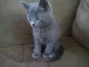 Фото №3. Авантюрные котята русской голубой окраски. Монако