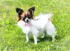 Дополнительные фото: Папийон, Papillon