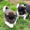 Дополнительные фото: Щенки американского стаффордширского терьера