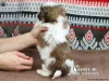 Фото №2 к объявлению №137427 о продаже ши-тцу - купить в Великобритании частное объявление
