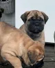 Фото №3. Bullmastiff Welpen Zur усыновление.  Германия