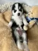 Дополнительные фото: Pomsky puppies (Щенки Помски)